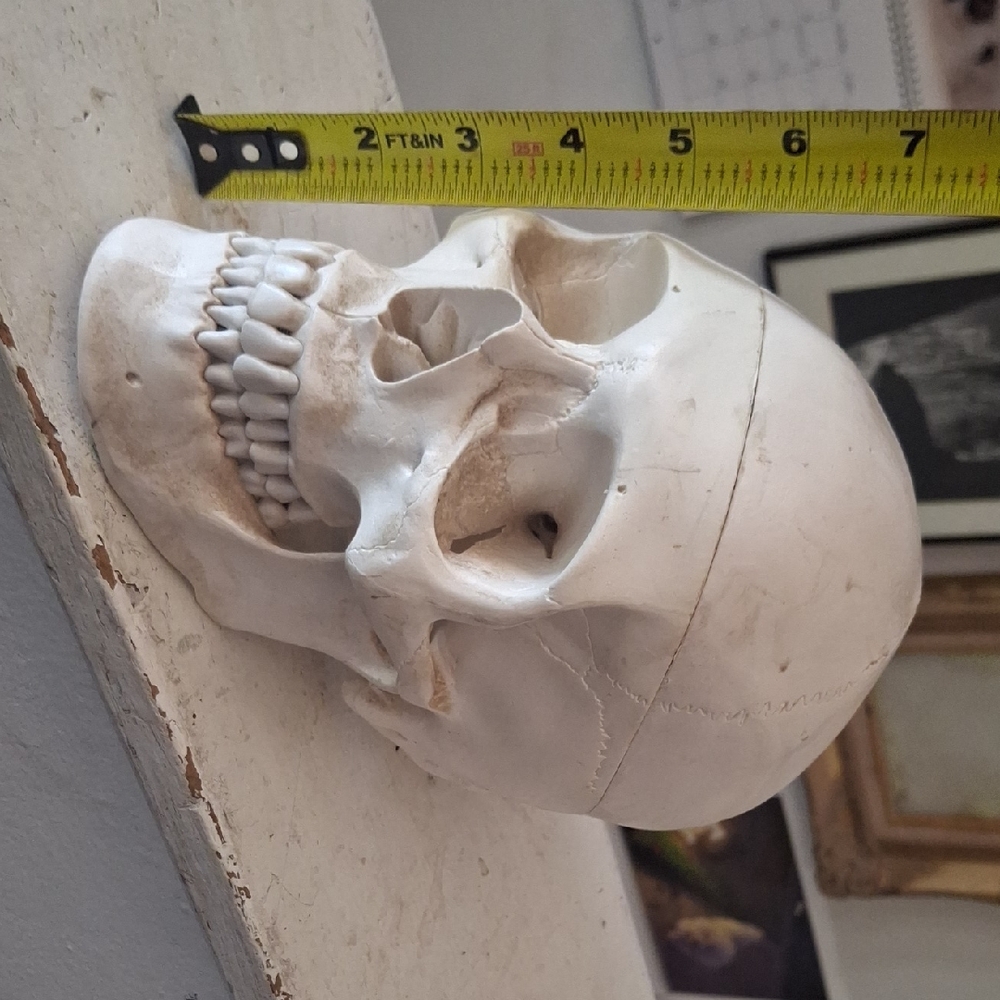White Anatomical Skull Home Art Accent